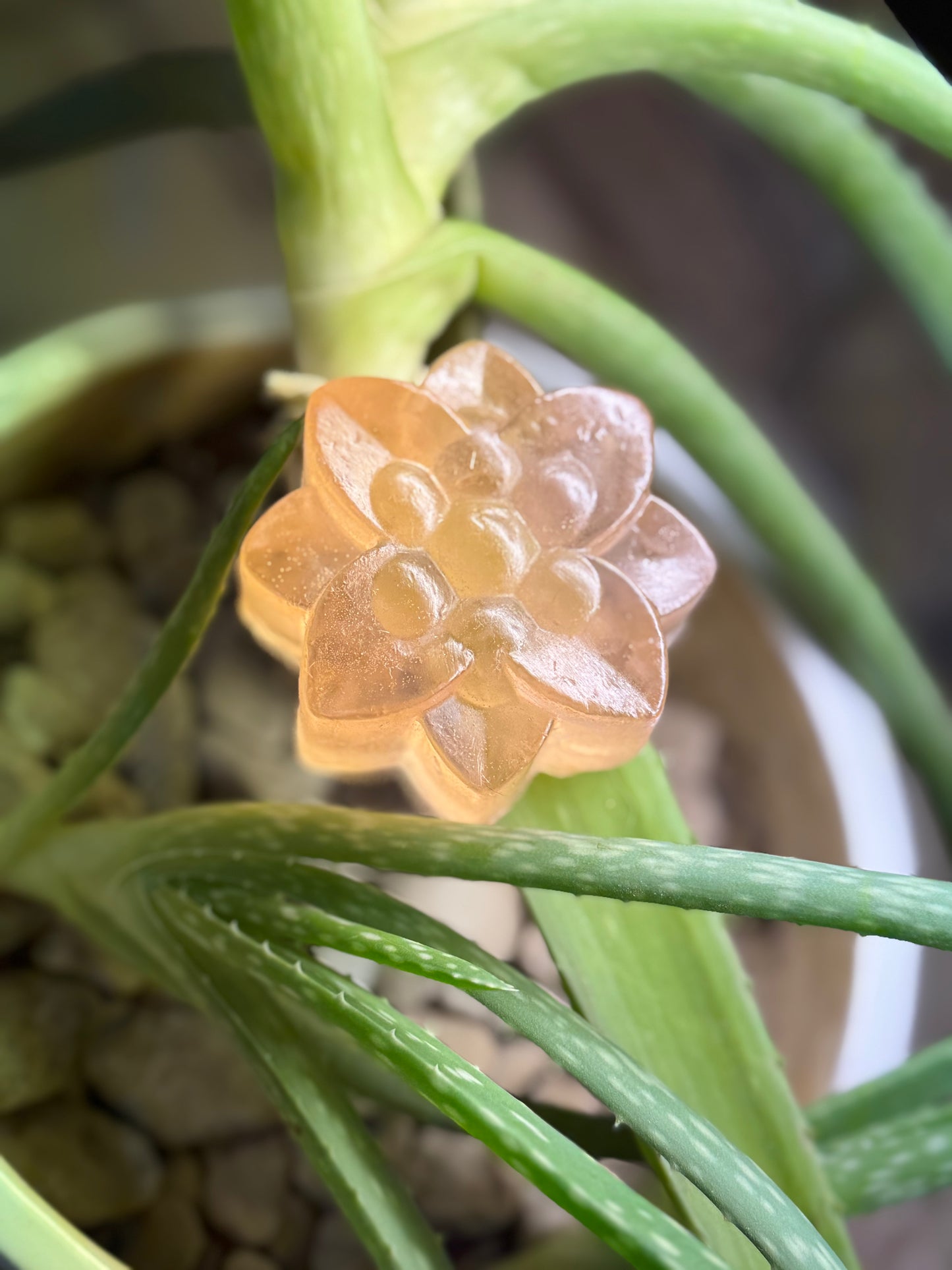 Aloe Vera Soap
